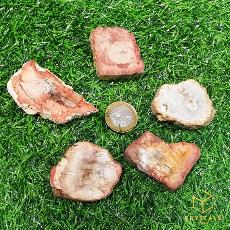 Petrified Wood Raw Slab