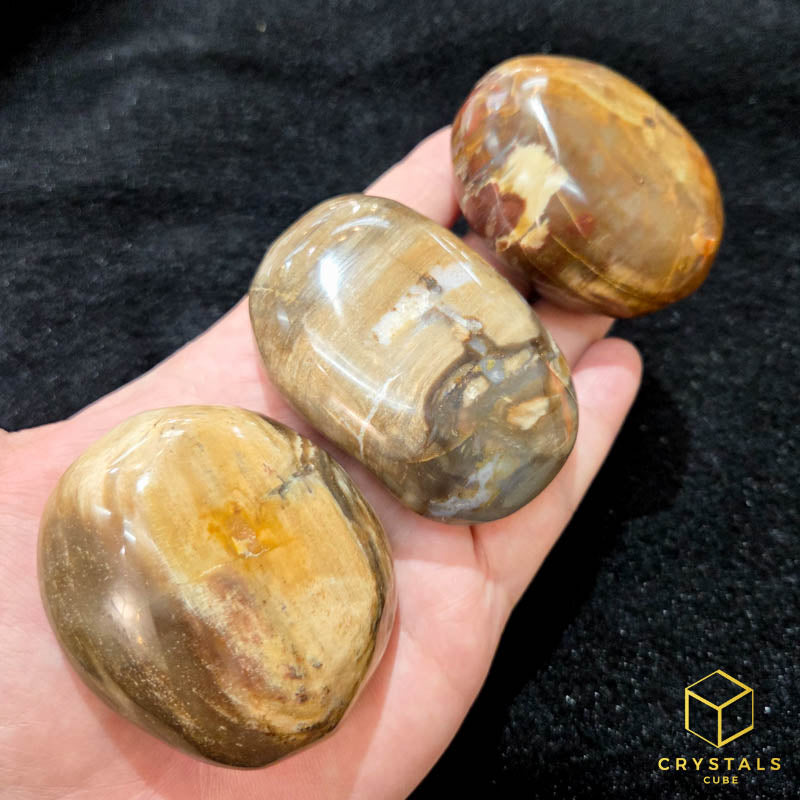 Petrified Wood Palm Stone