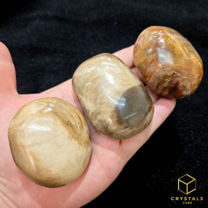 Petrified Wood Palm Stone