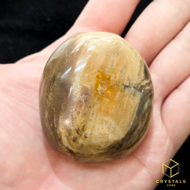 Petrified Wood Palm Stone