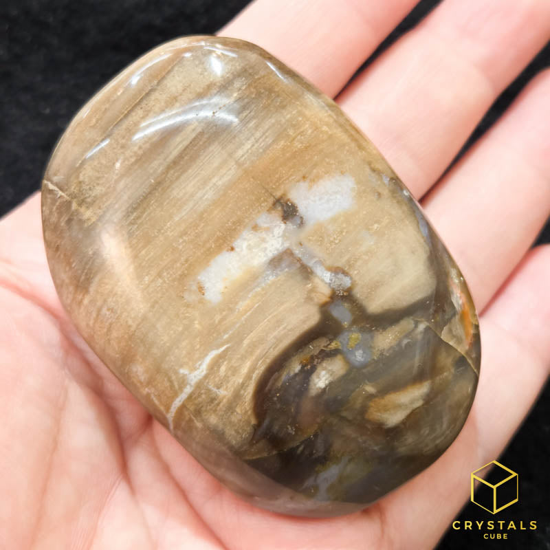 Petrified Wood Palm Stone