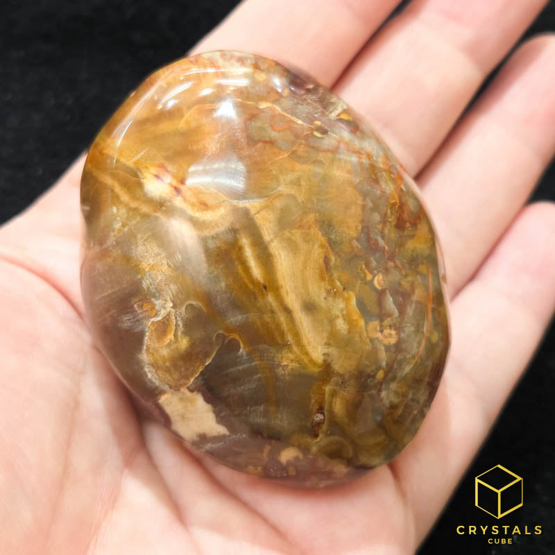 Petrified Wood Palm Stone