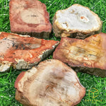 Load image into Gallery viewer, Petrified Wood Raw Slab
